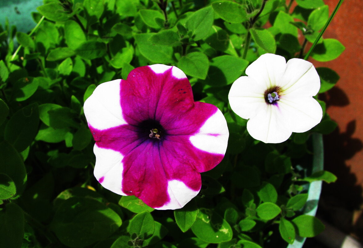 Красавицы - Людмила Смородинская Красавицы - Людмила Смородинская