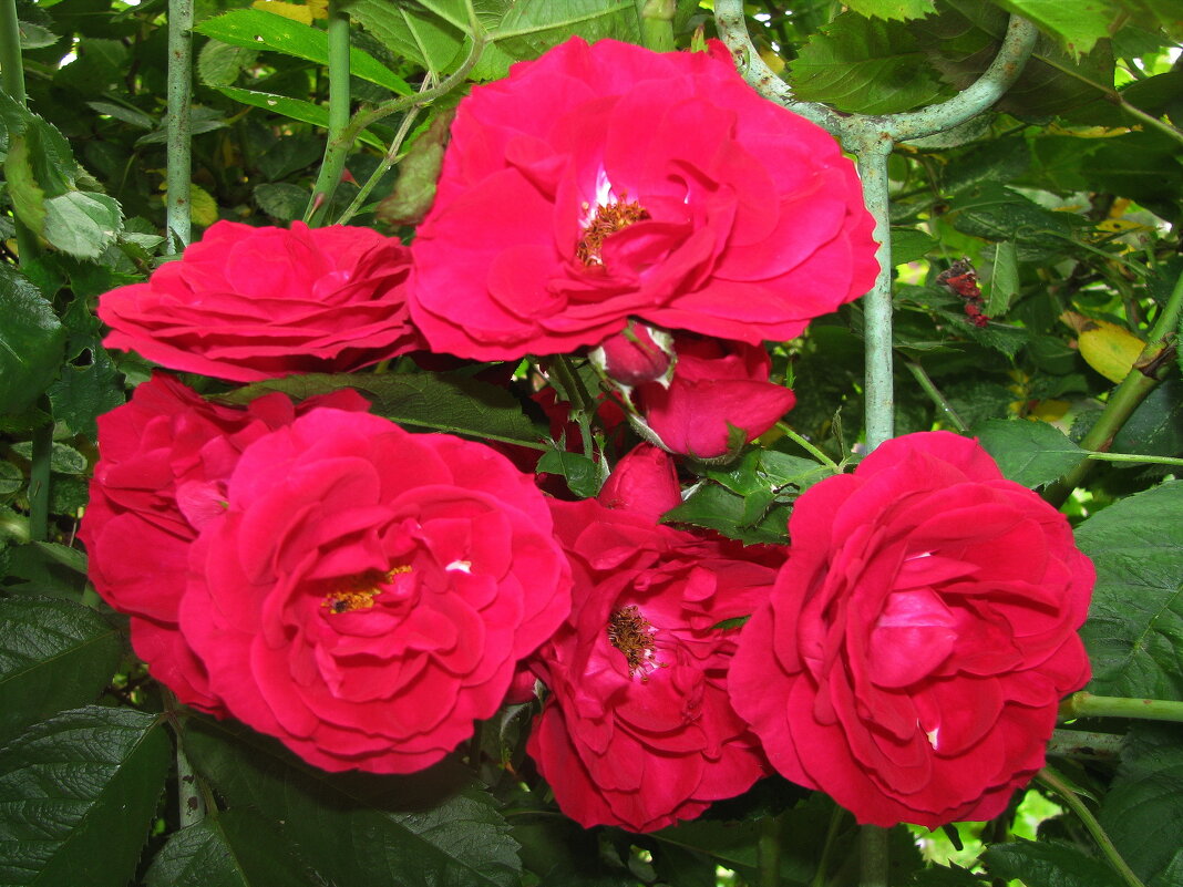 Во всей красе - Людмила Смородинская