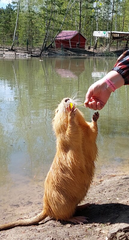 лакомка - ИРЭН@ . лакомка - ИРЭН@ .