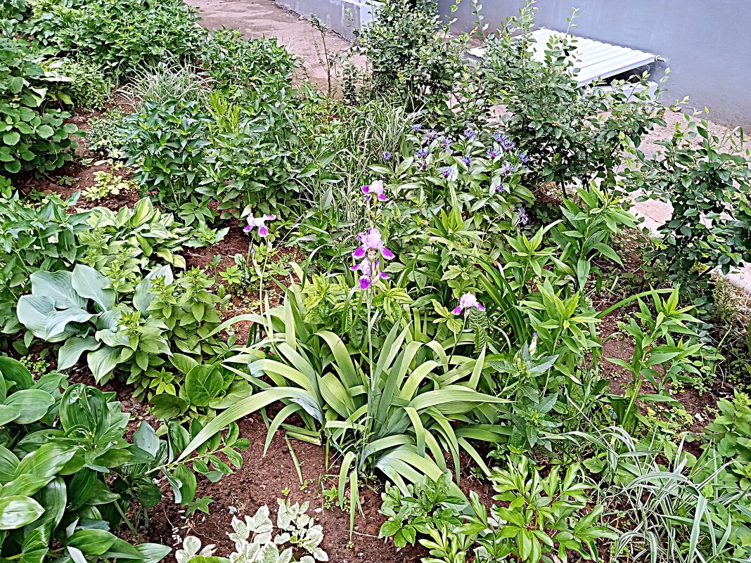 Цветы. - Владимир Драгунский