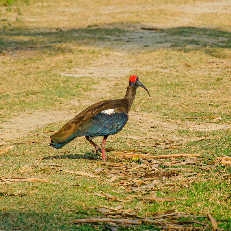 Бородавчатый ибис - Георгий А
