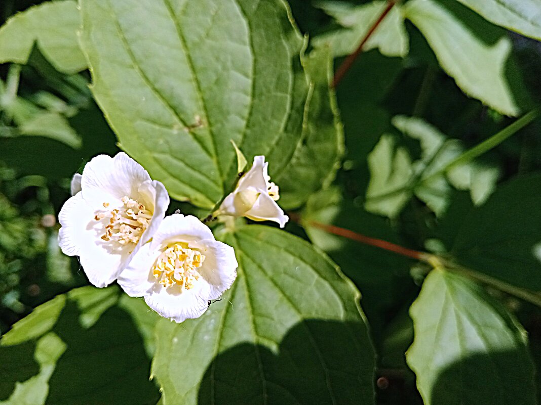Цветы. - Владимир Драгунский