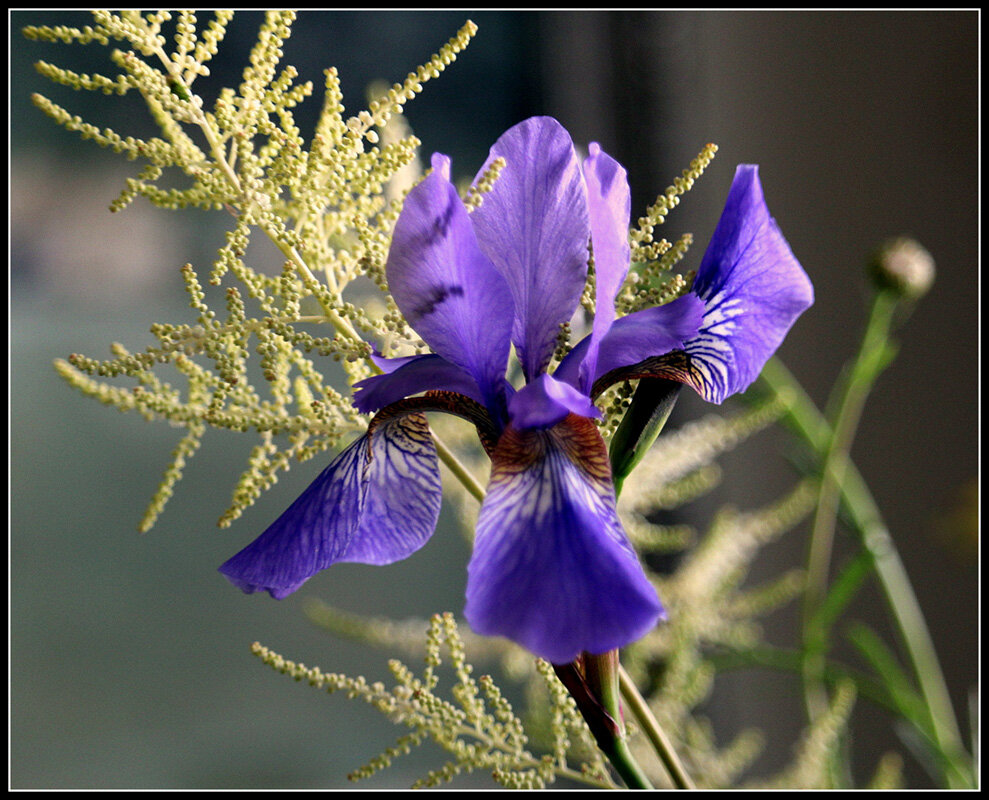 Ирис... - Aleksandr Gal