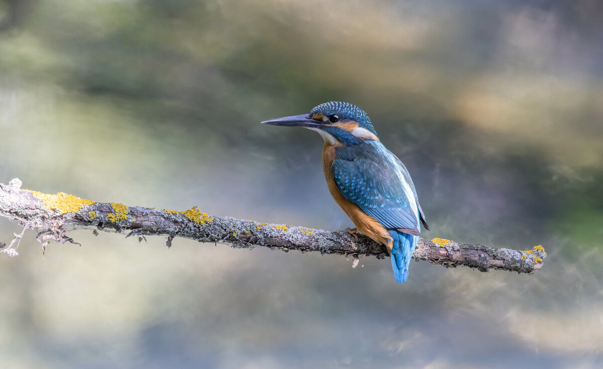зимородок. - юрий макаров зимородок. - юрий макаров