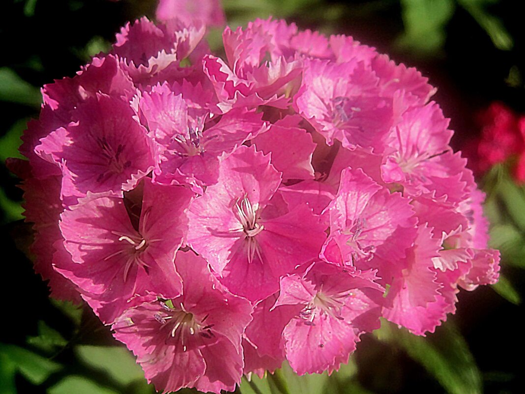 Гвоздика - Елена Семигина