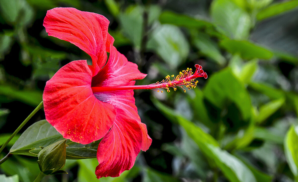 Уличная китайская роза - Alexandеr P