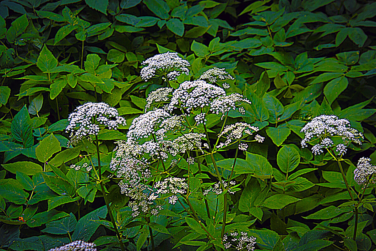 Фотозарисовка, Троицк - Владимир Кроливец