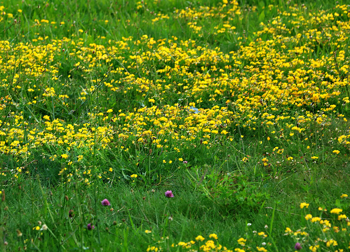 Цветущий луг - Светлана Цветущий луг - Светлана