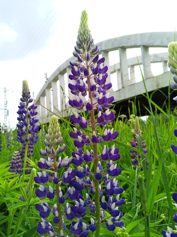 Люпины - Сапсан 