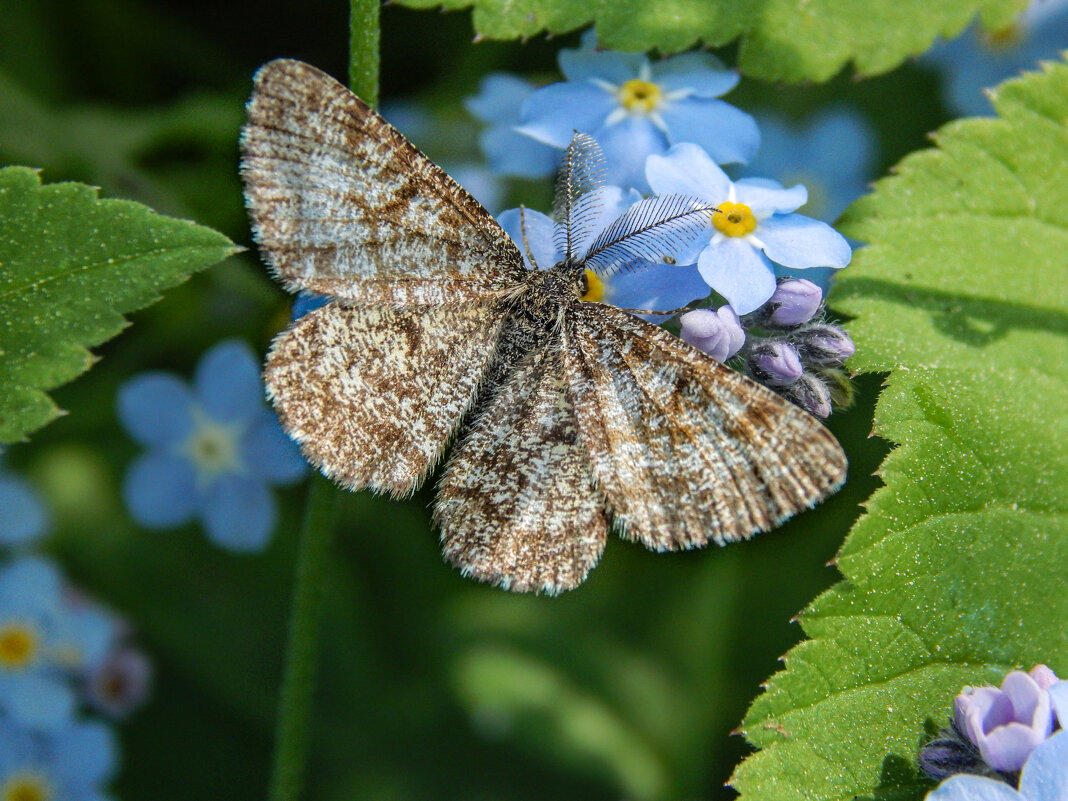 Усатая красотка - Александр Ковальчук Усатая красотка - Александр Ковальчук