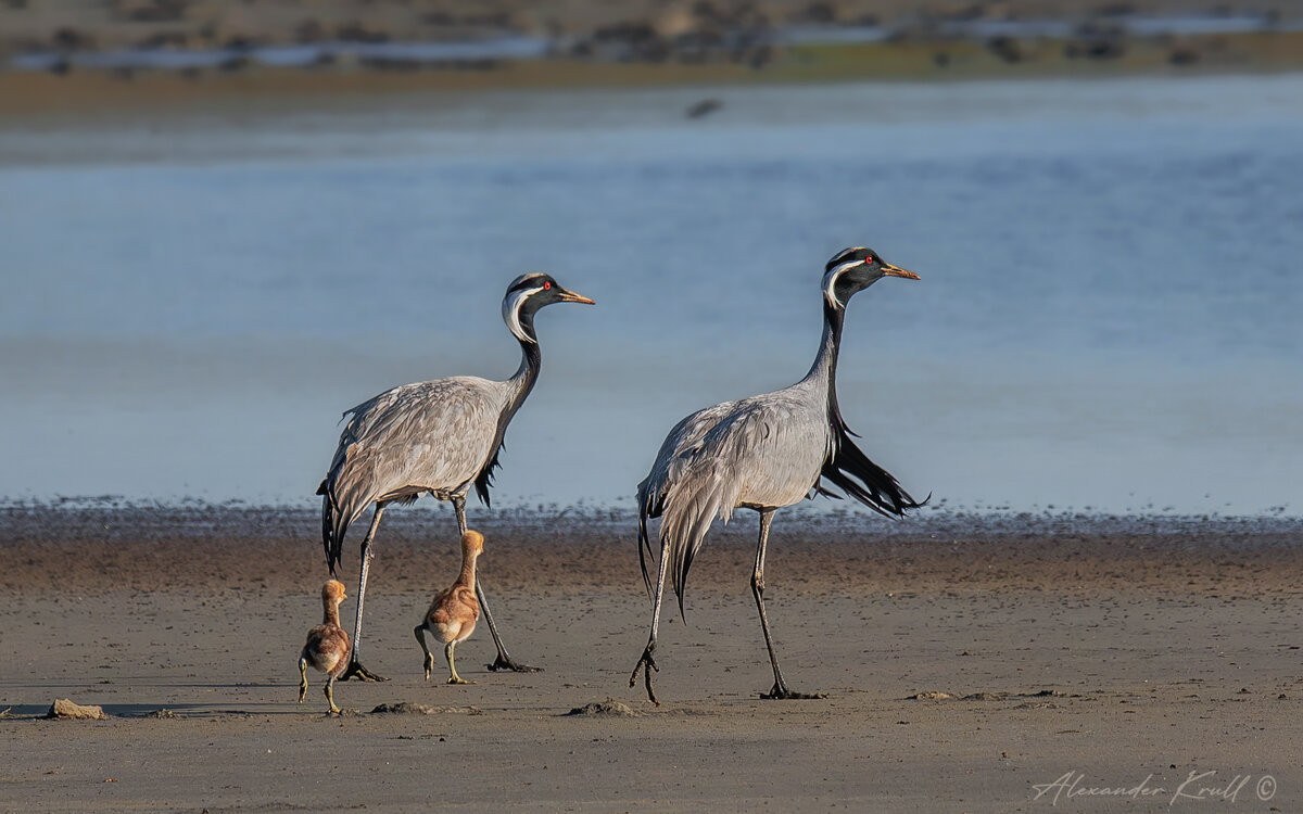 Ячейка птичьего общества - Александр К. Ячейка птичьего общества - Александр К.