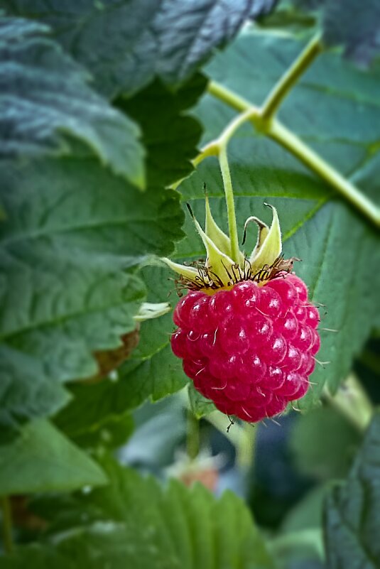 Малинка - Светлана Кузнецова