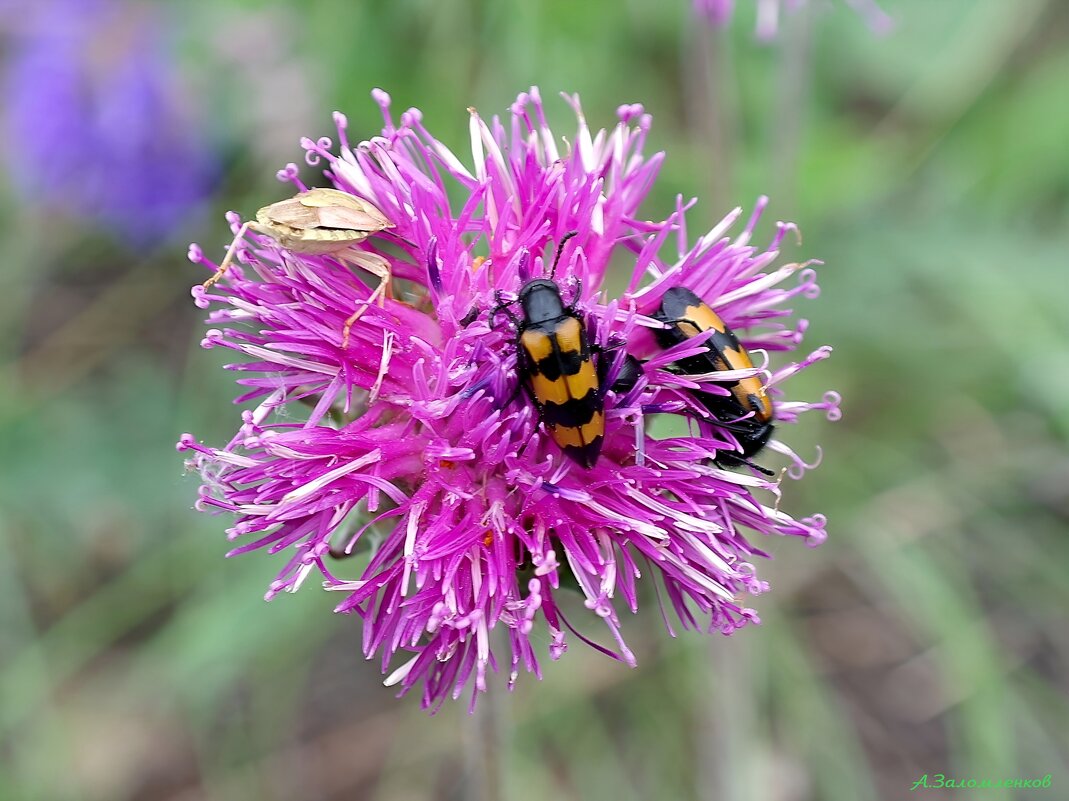 В летней столовой... - Андрей Заломленков В летней столовой... - Андрей Заломленков