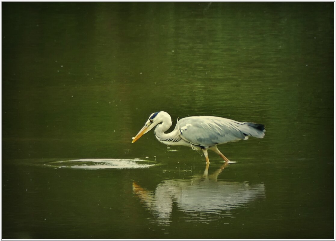 ЦАПЛЯ... - Elvira E. 