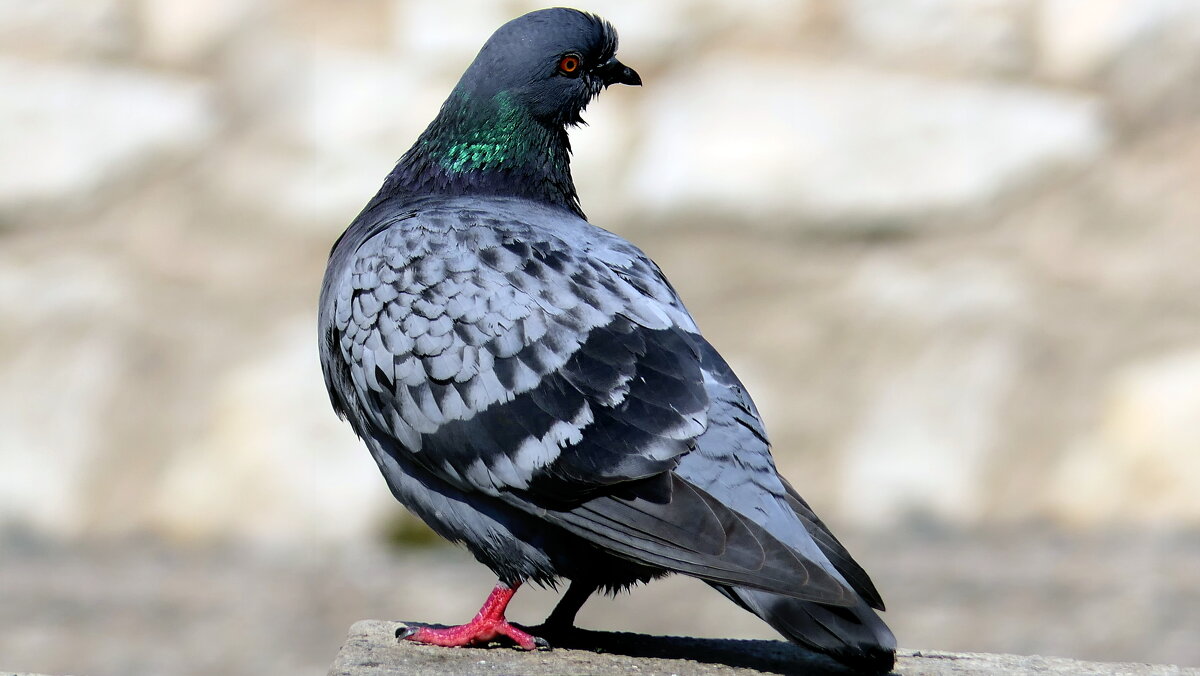 "The Natural World" (Мир Природы) - "The Natural World" Александер "The Natural World" (Мир Природы) - "The Natural World" Александер