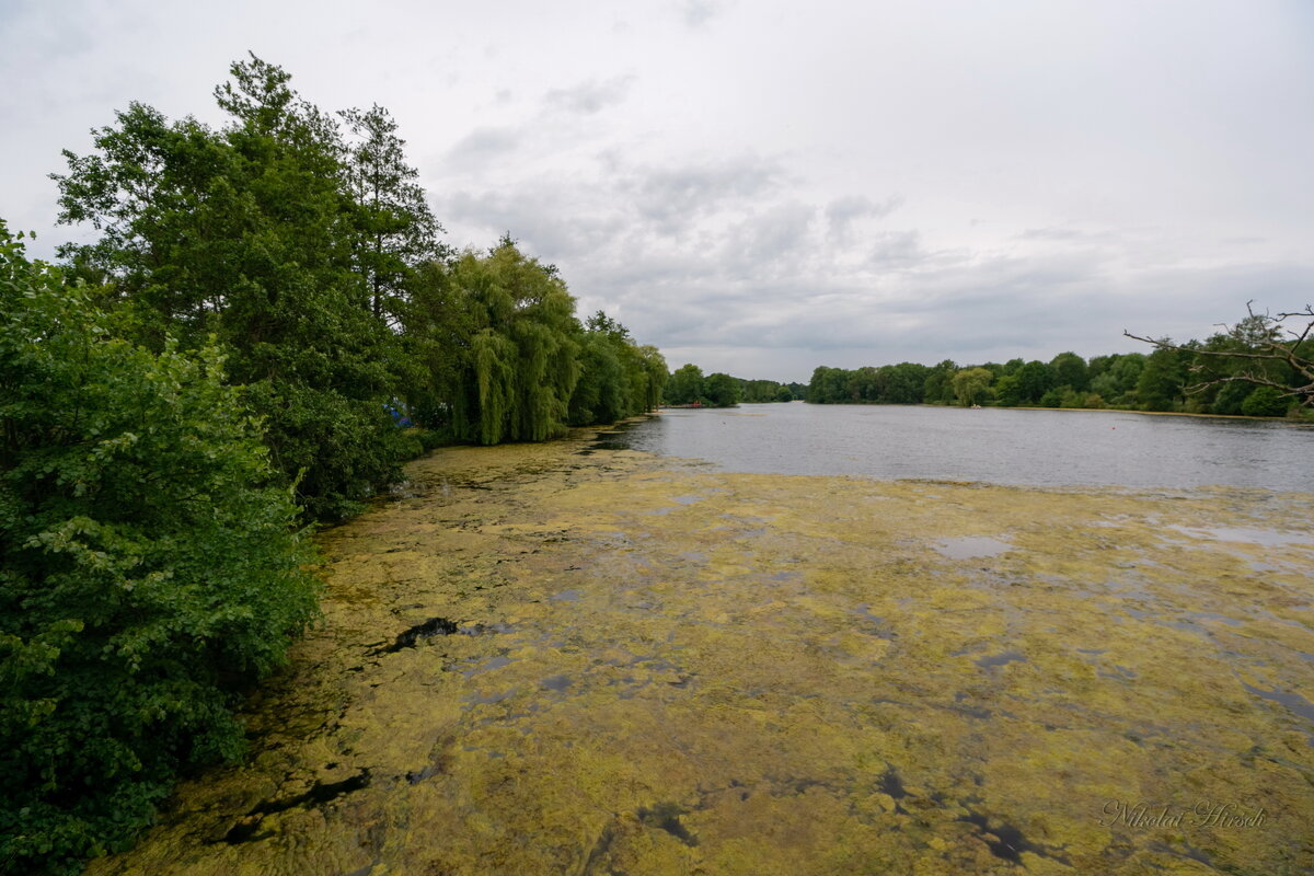 Цветение... - Николай Гирш