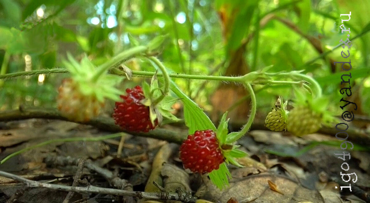 А это  земляничная  поляна  ...в Пейзаже...Надо  только наклониться... - Игорь Пляскин