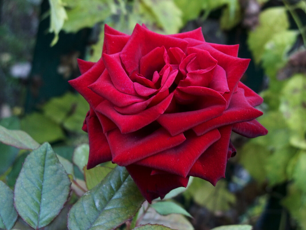 Бархатная роза - Валентин Семчишин