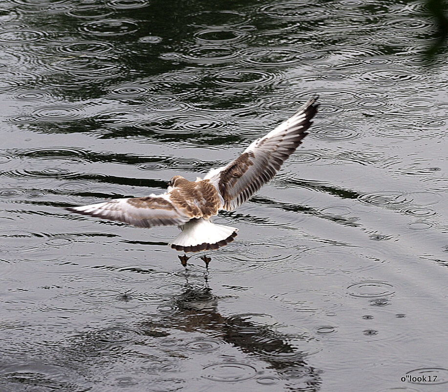 пернатые в городе - Олег Лукьянов пернатые в городе - Олег Лукьянов