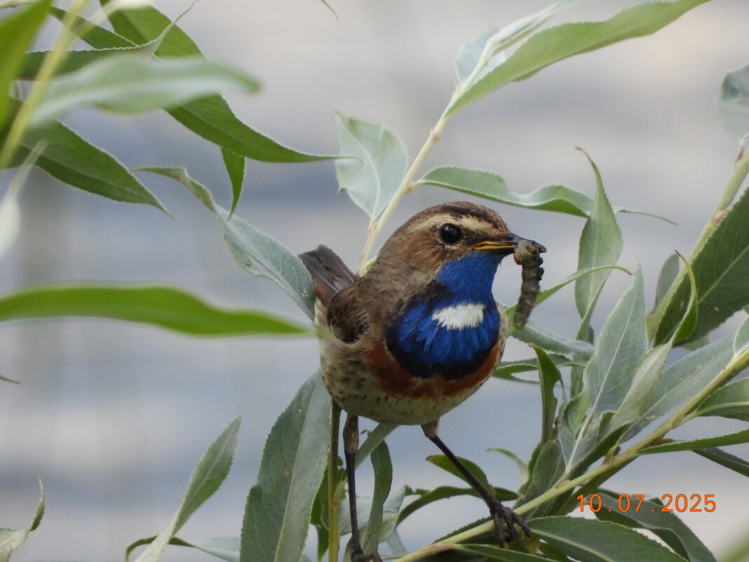 В - Конрад Карлович Михельсон В - Конрад Карлович Михельсон