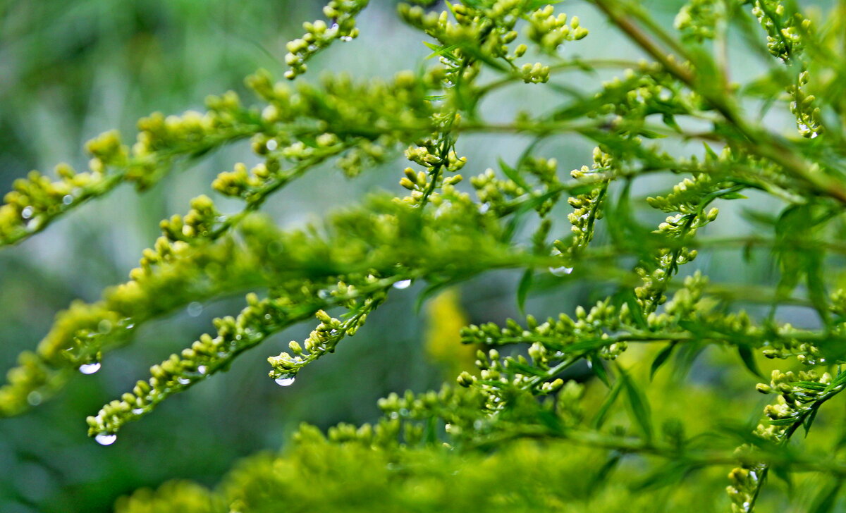 После дождя - Татьяна Перегудова 