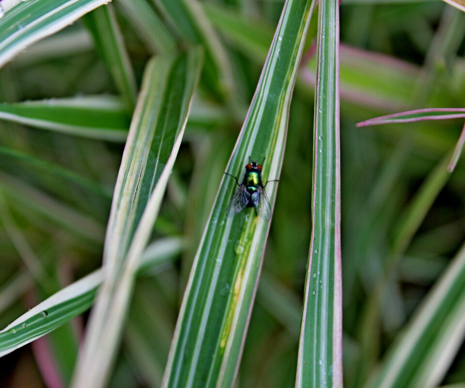 После дождя - Татьяна Перегудова 