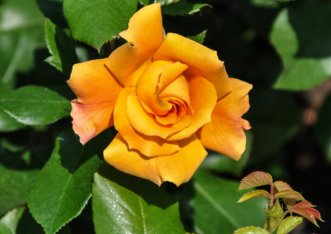 10 июля - День красивых цветов, День розы - Татьяна Машошина 10 июля - День красивых цветов, День розы - Татьяна Машошина