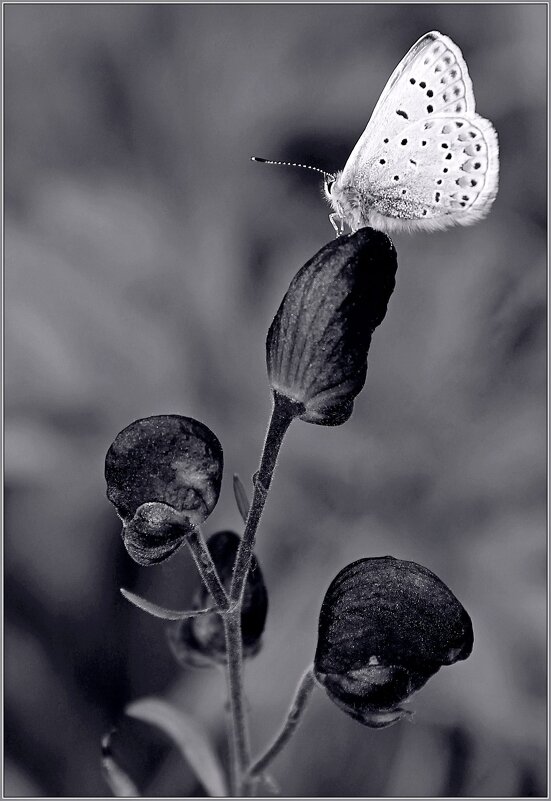 ... - Юрий Ковшов