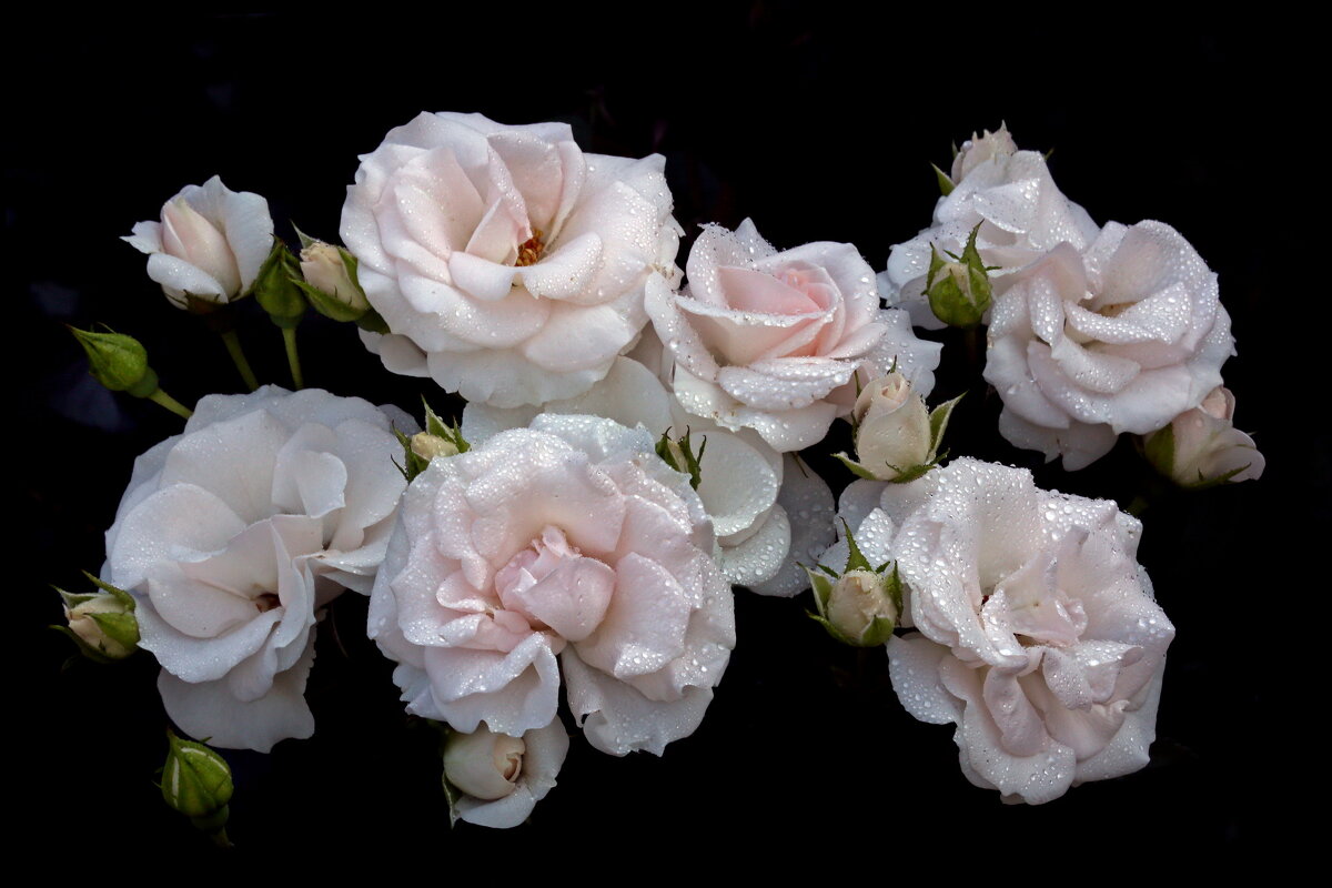 ВДНХ 10 июля - Михаил Бибичков