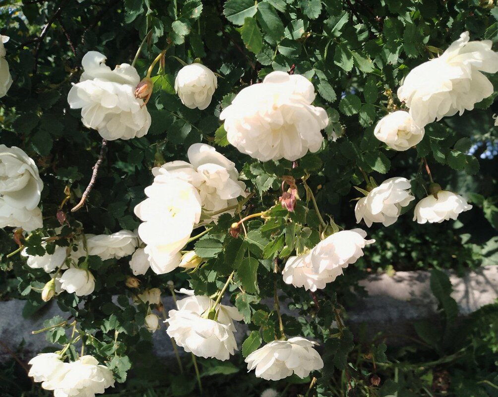 лето 2025 - Анастасия Малыгина