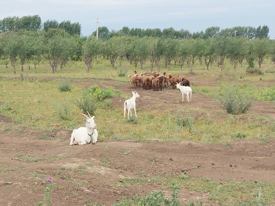 Ak Bulak. - Murat Bukaev 