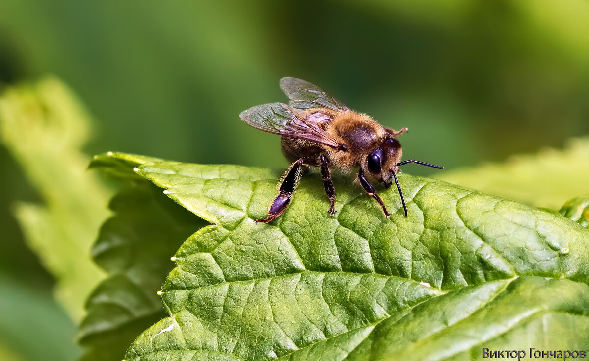 пчела - Laryan1 