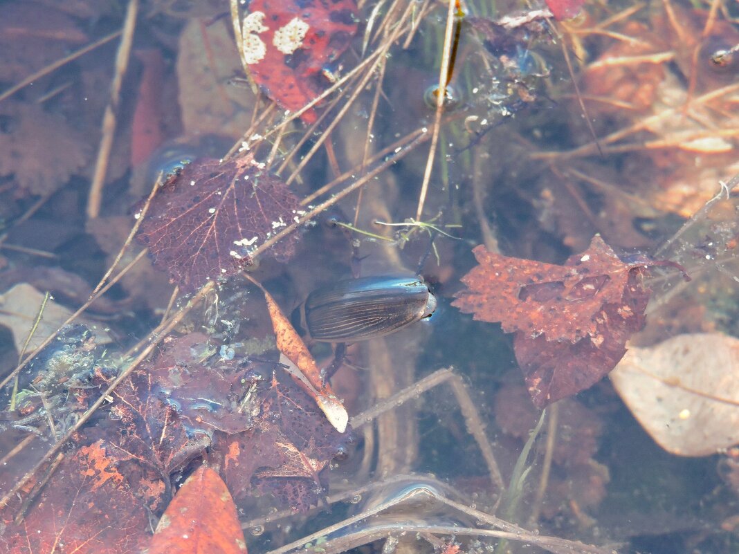 Жук плавунец. - Мария Васильева