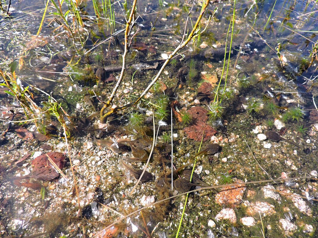Шустрые головастики. - Мария Васильева Шустрые головастики. - Мария Васильева