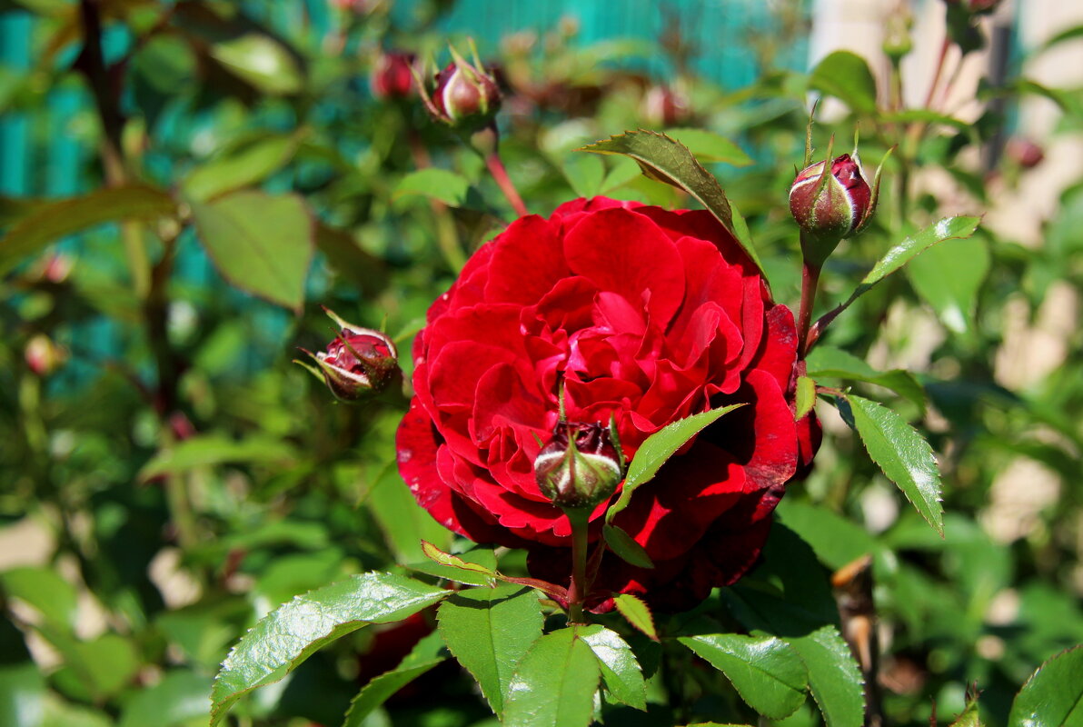 Время роз. - Маргарита ( Марта ) Дрожжина