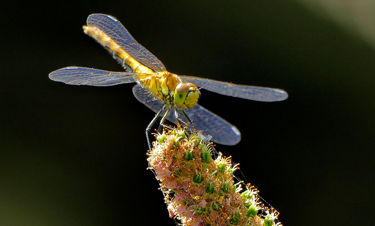 из снятого сегодня 1 - Александр Прокудин