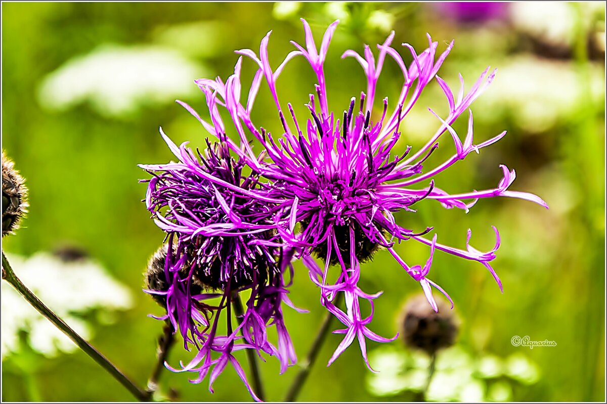 Василёк - Aquarius - Сергей