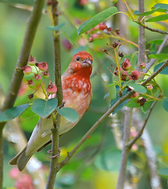 в  ягодном лесу ирга созрела ... - Andrey Bragin 