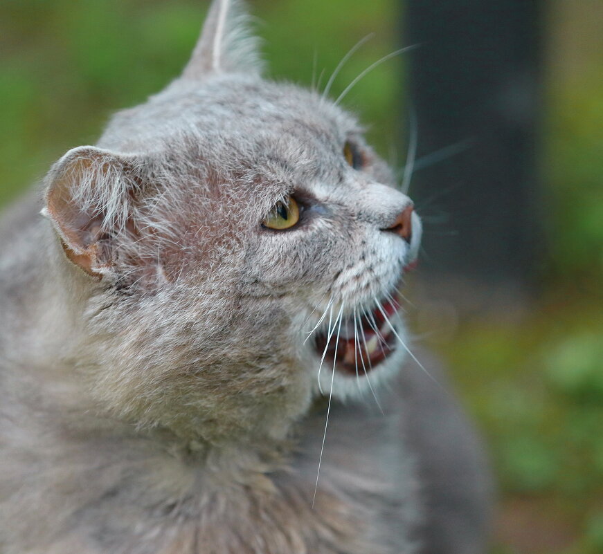 Семён поёт ... - Andrey Bragin 