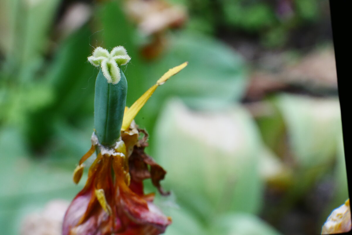 Старость тюльпана. - Alexey YakovLev Старость тюльпана. - Alexey YakovLev