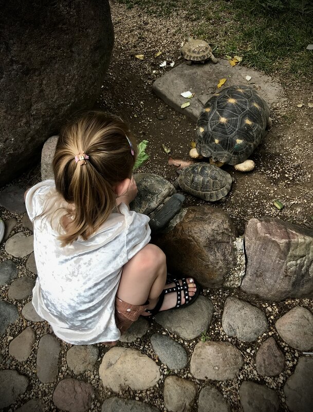 В гостях у черепашек. - Любовь 