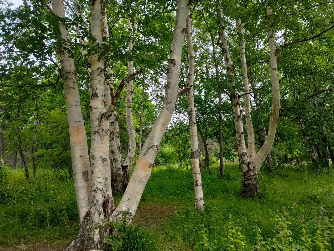 В Ботаническом саду Петрозаводска - Ирэн 