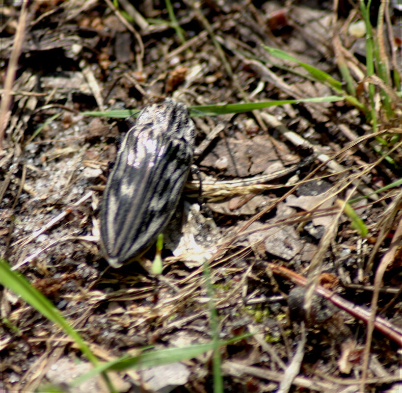 Большая сосновая златка - Сергей Владимирович Егоров