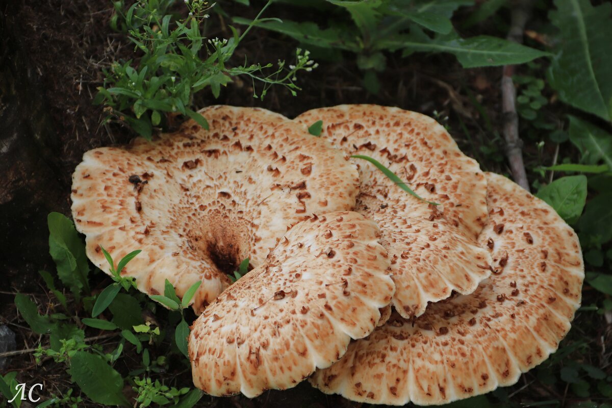 Трутовик - Любовь Сахарова