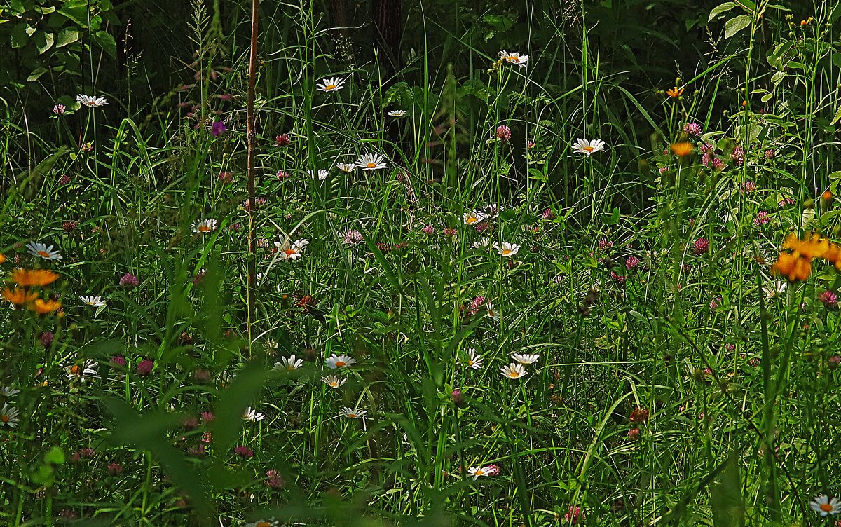 Июль...Полянка цветов на пустыре! - Владимир 