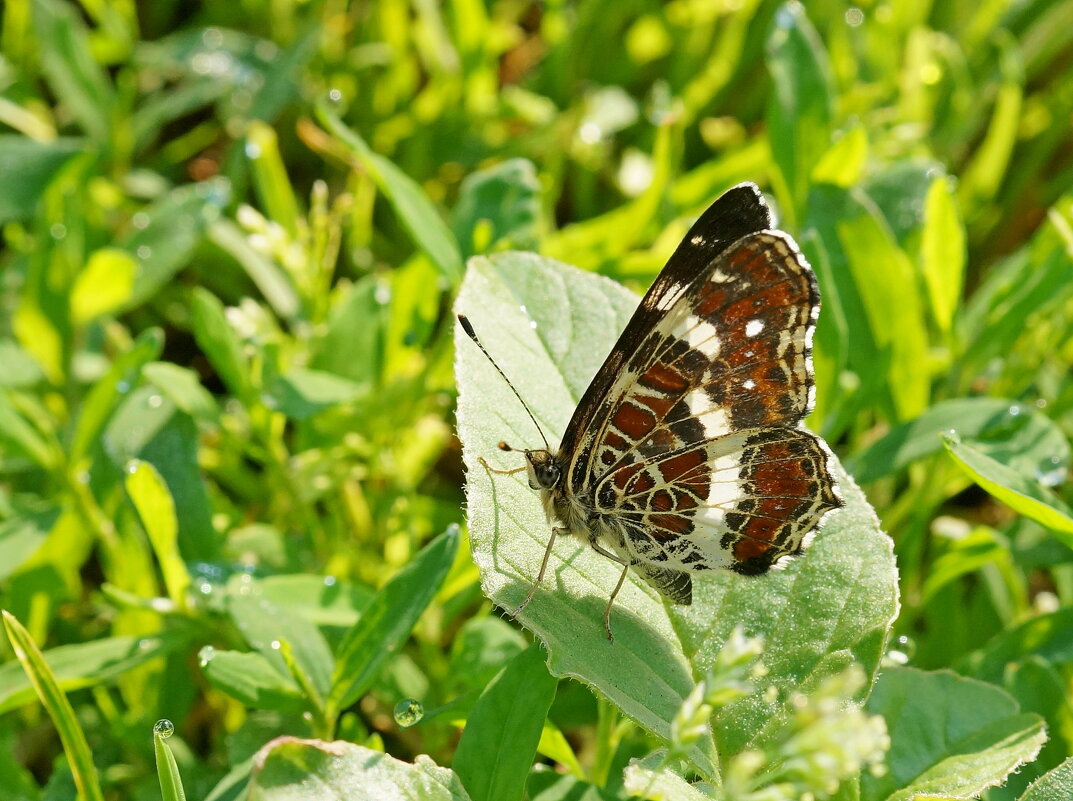 Мотылёк - Андрей Катков