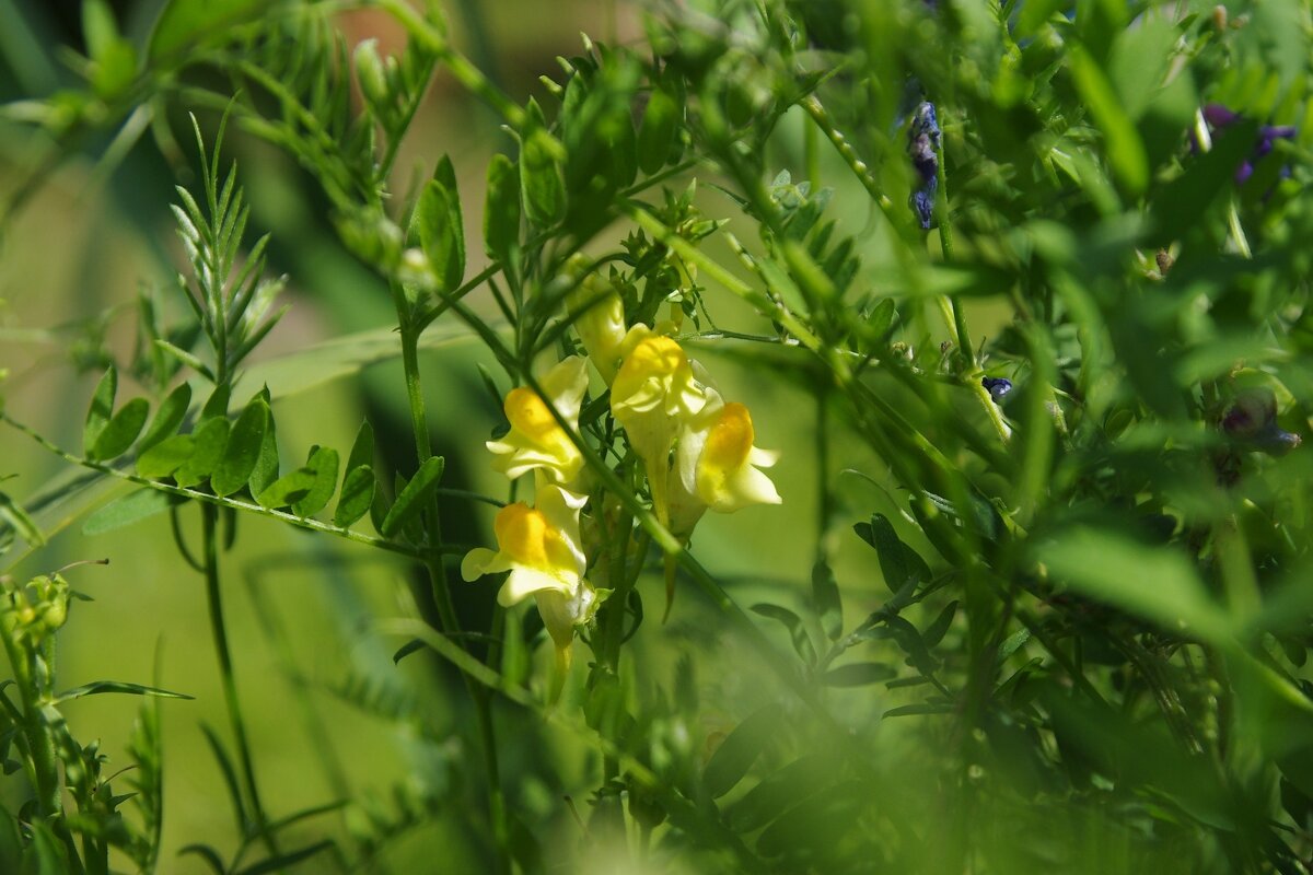 На опушке - Сергей Швечков