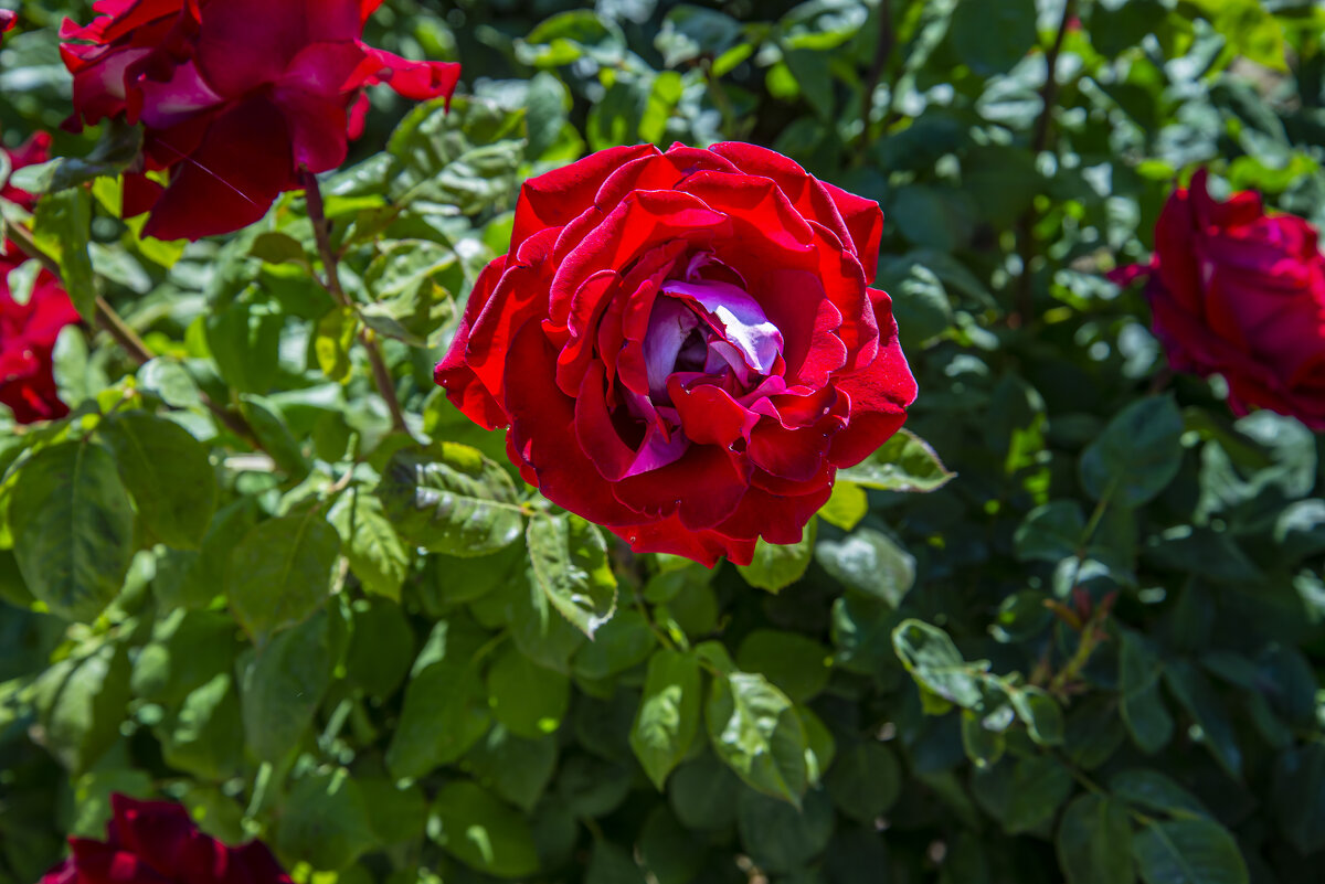 Роза - Анатолий Чикчирный