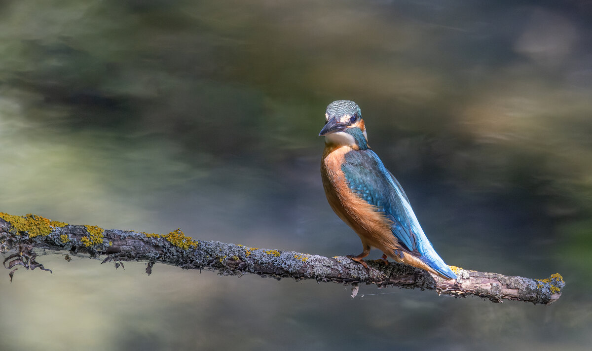 зимородок. - юрий макаров
