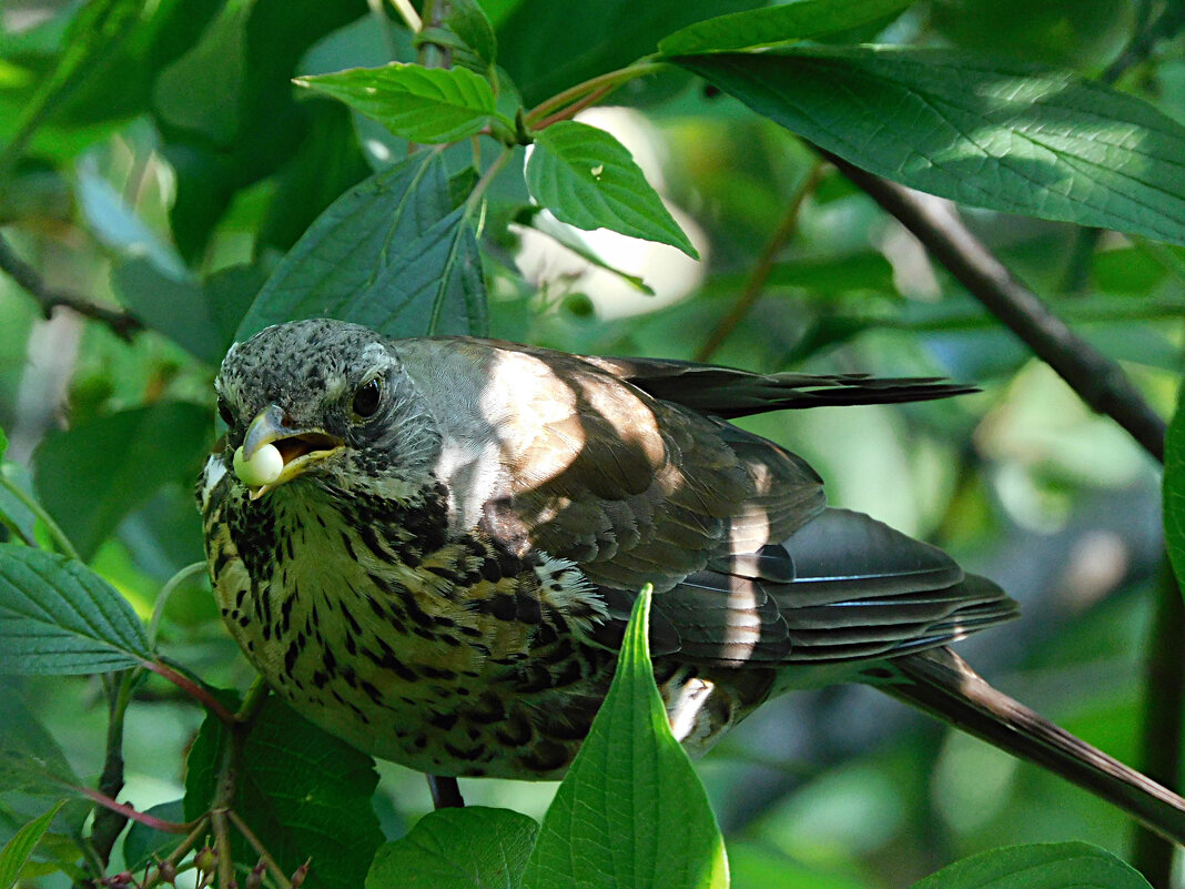 Дрозд-рябинник с ягодой свидины - Лина Дрозд-рябинник с ягодой свидины - Лина